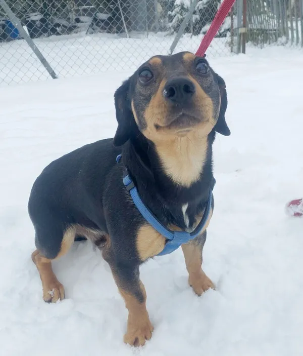 Pies do adopcji, Przyborówko, 12 lutego 2024 (1/3)