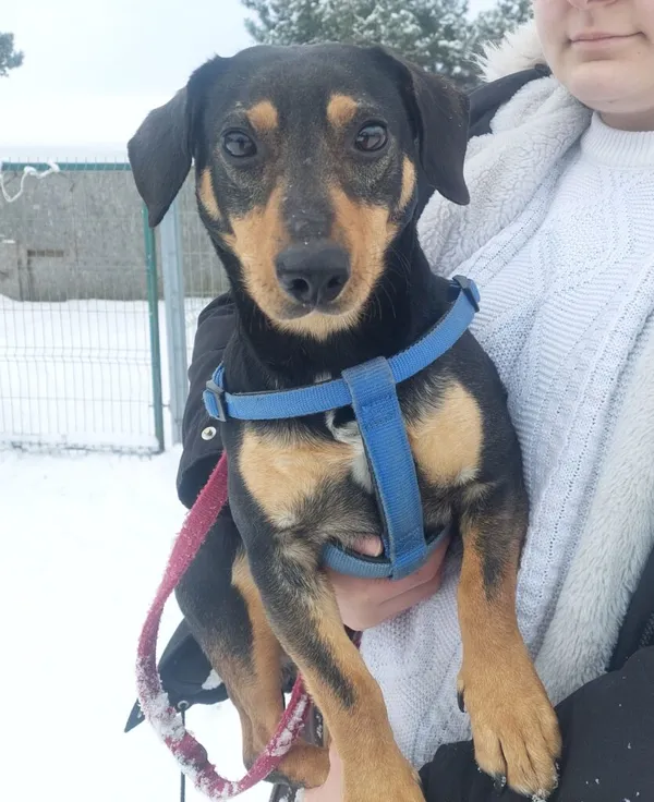 Pies do adopcji, Przyborówko, 12 lutego 2024 (2/3)