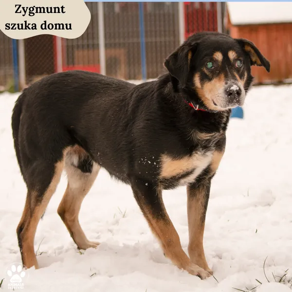 Pies do adopcji, Dąbrówka, 12 lutego 2024 (1/4)