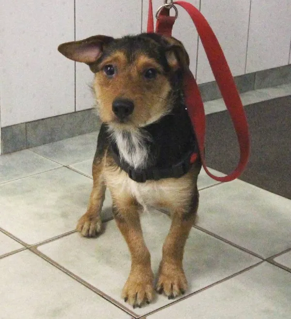 Znaleziono psa, Łódź, 13 października 2025 (1/5)