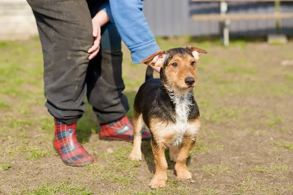 Znaleziono psa, Łódź, 13 października 2025 (5/5)