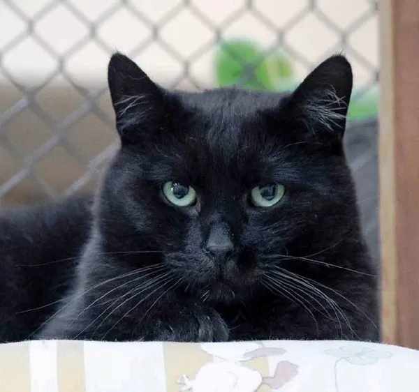 Znaleziono kota, Łódź, 28 listopada 2021 (2/5)