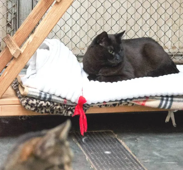 Znaleziono kota, Łódź, 28 listopada 2021 (3/5)