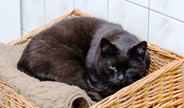 Znaleziono kota, Łódź, 28 listopada 2021 (4/5)