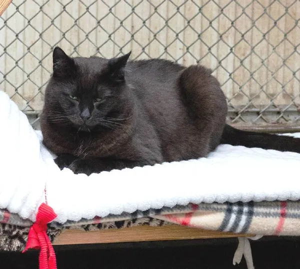 Znaleziono kota, Łódź, 28 listopada 2021 (5/5)