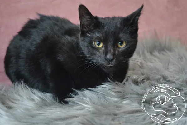 Kot do adopcji, Chełmek, 16 listopada 2023