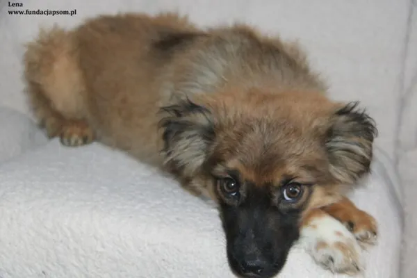Pies do adopcji, Nowy Dwór Mazowiecki, 12 lutego 2024 (2/4)