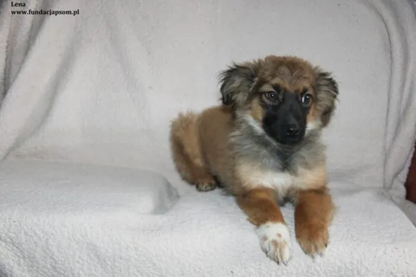 Pies do adopcji, Nowy Dwór Mazowiecki, 12 lutego 2024 (4/4)