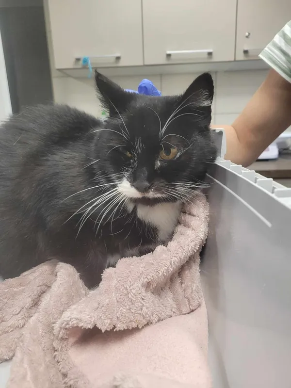 Kot do adopcji, Zielona Góra, 12 lutego 2024