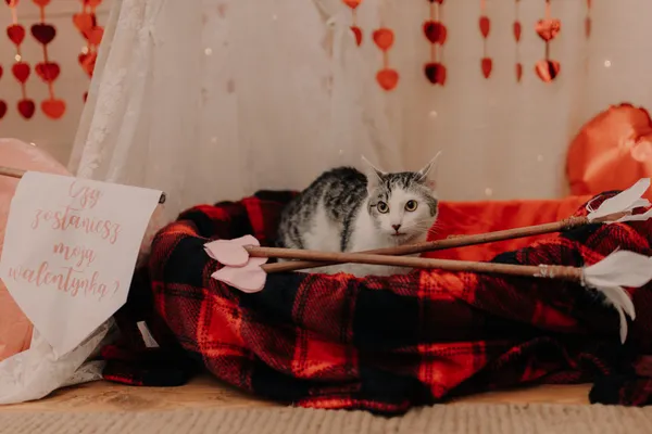 Kot do adopcji, Czartki, 12 lutego 2024 (1/5)