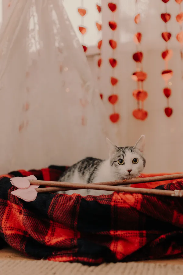 Kot do adopcji, Czartki, 12 lutego 2024 (2/5)