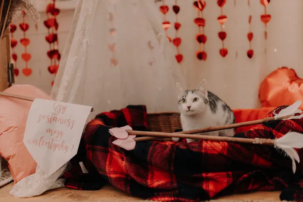 Kot do adopcji, Czartki, 12 lutego 2024 (4/5)