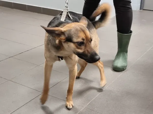 Znaleziono psa, Bydgoszcz, 11 lutego 2024