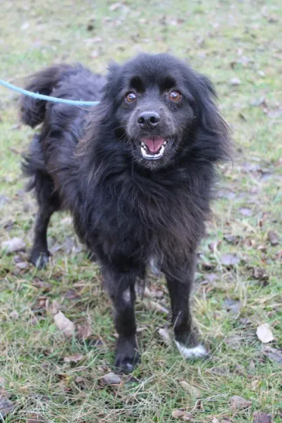 Pies do adopcji, Bełchatów, 18 stycznia 2024 (1/5)