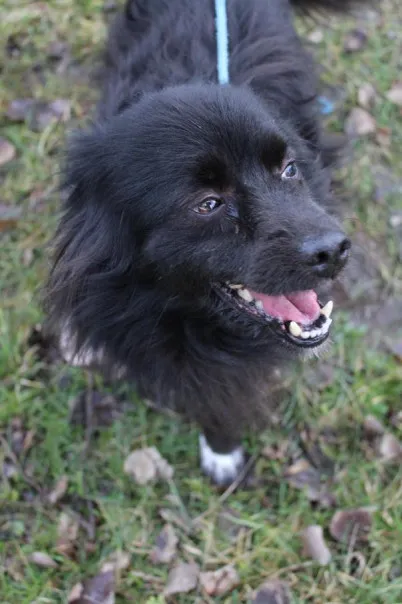 Pies do adopcji, Bełchatów, 18 stycznia 2024 (2/5)