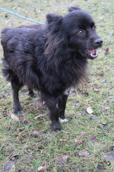 Pies do adopcji, Bełchatów, 18 stycznia 2024 (4/5)