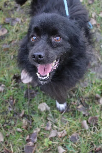 Pies do adopcji, Bełchatów, 18 stycznia 2024 (5/5)