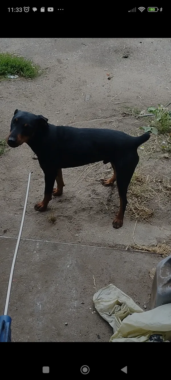 Zaginął pies, Namirowo, 13 lutego 2024 (1/2)