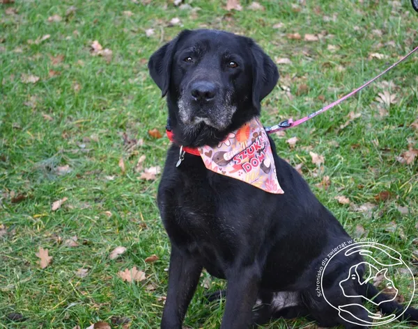 Pies do adopcji, Chełmek, 20 października 2023