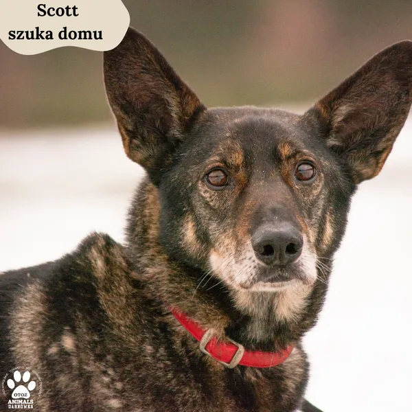 Pies do adopcji, Dąbrówka, 13 lutego 2024 (2/4)