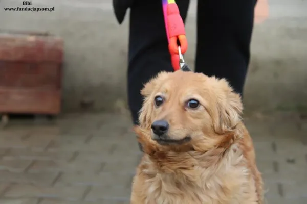 Pies do adopcji, Nowy Dwór Mazowiecki, 13 lutego 2024 (1/4)