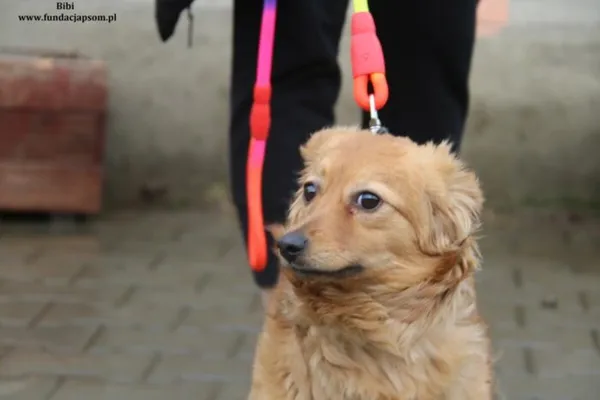 Pies do adopcji, Nowy Dwór Mazowiecki, 13 lutego 2024 (2/4)