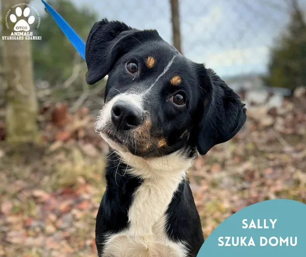 Pies do adopcji, Starogard Gdański, 13 lutego 2024 (1/2)