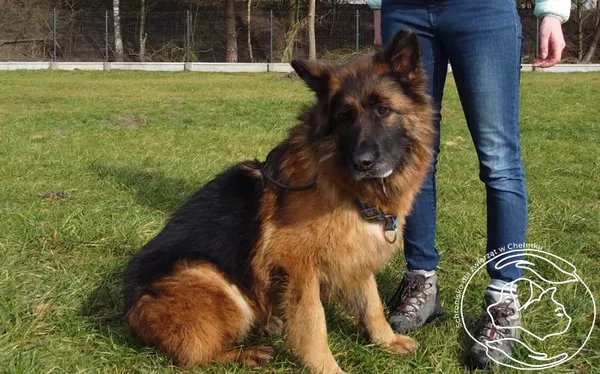 Pies do adopcji, Chełmek, 6 listopada 2023