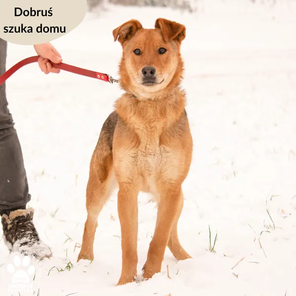 Pies do adopcji, Dąbrówka, 14 lutego 2024 (3/5)