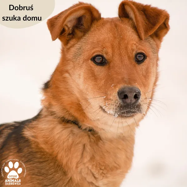 Pies do adopcji, Dąbrówka, 14 lutego 2024 (4/5)