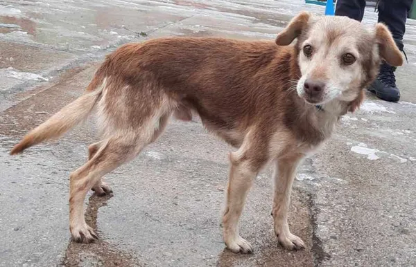 Znaleziono psa, Pieckowo, 14 lutego 2024 (2/2)