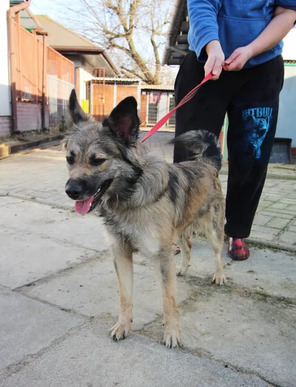 Znaleziono psa, Łódź, 13 lutego 2024 (2/3)