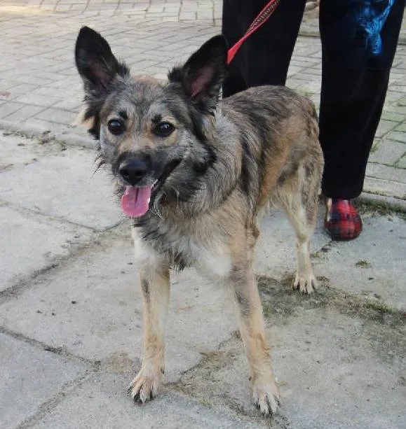 Znaleziono psa, Łódź, 13 lutego 2024 (3/3)