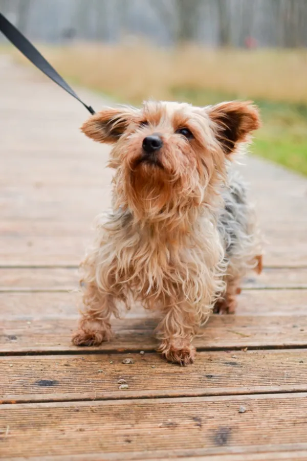 Znaleziono psa, Sosnowiec, 11 lutego 2024 (2/4)