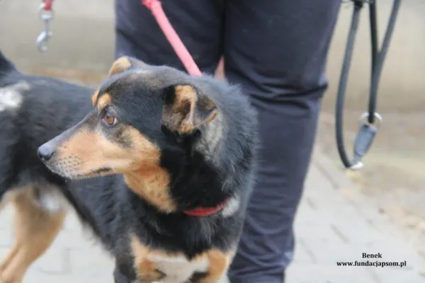 Pies do adopcji, Nowy Dwór Mazowiecki, 14 lutego 2024 (3/5)