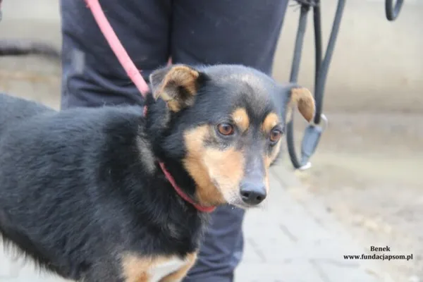 Pies do adopcji, Nowy Dwór Mazowiecki, 14 lutego 2024 (5/5)