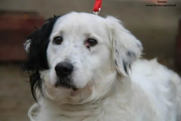 Pies do adopcji, Nowy Dwór Mazowiecki, 14 lutego 2024 (1/5)