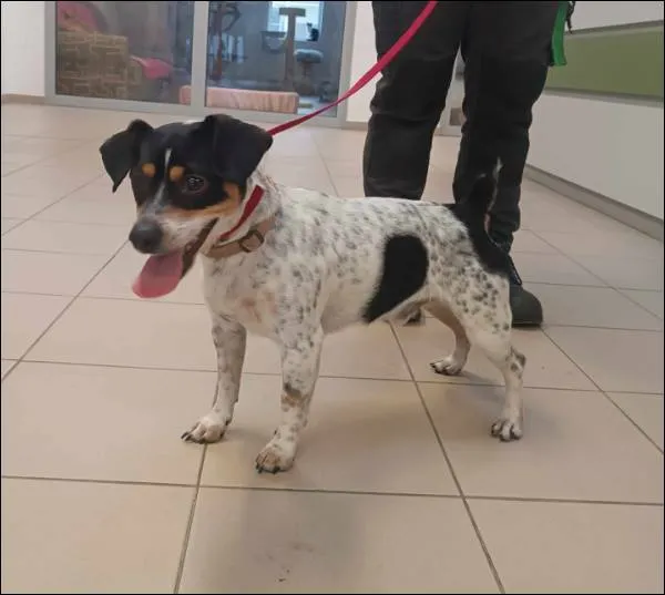 Znaleziono psa, Grudziądz, 15 lutego 2024