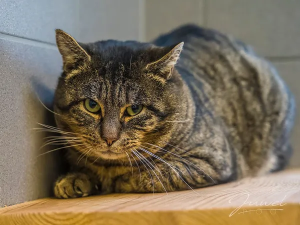 Kot do adopcji, Sopot, 15 lutego 2024 (3/3)