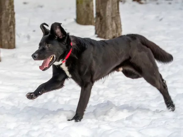 Pies do adopcji, Sopot, 15 lutego 2024 (5/5)