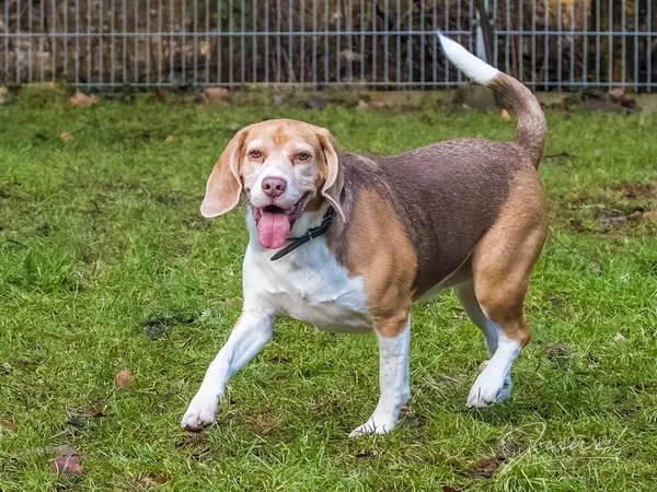 Pies do adopcji, Sopot, 15 lutego 2024 (1/5)