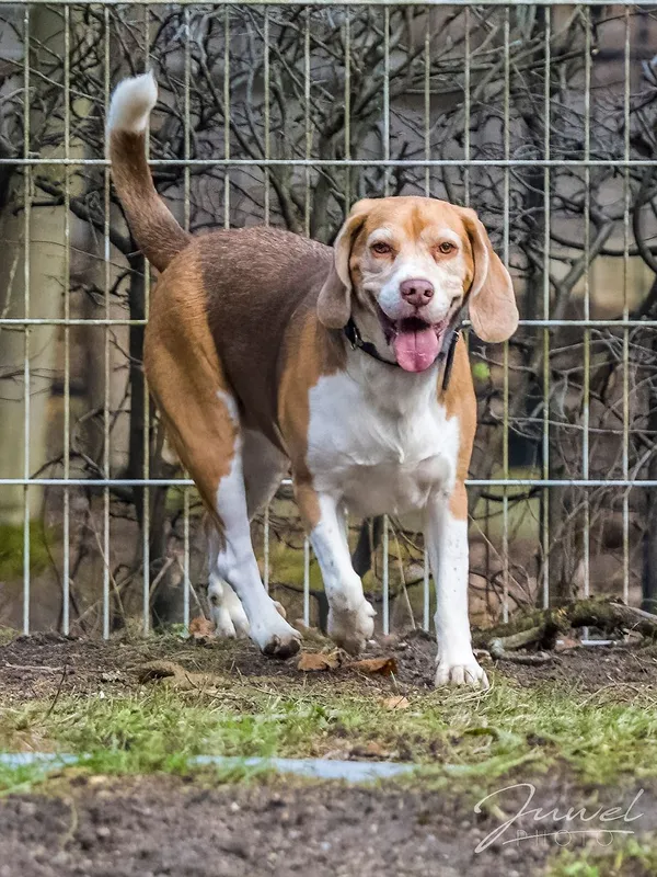 Pies do adopcji, Sopot, 15 lutego 2024 (2/5)