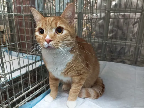 Znaleziono kota, Bytom, 15 lutego 2024