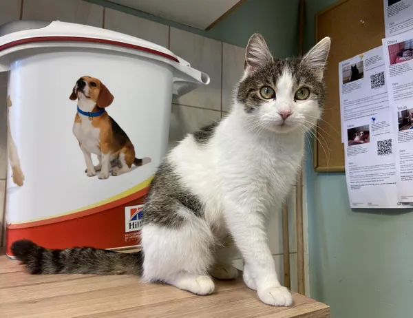 Kot do adopcji, Świdnica, 11 stycznia 2024