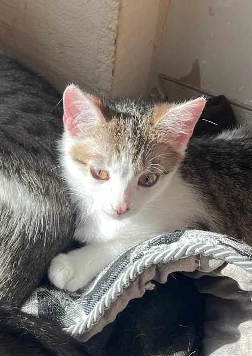 Kot do adopcji, Zielona Góra, 15 lutego 2024