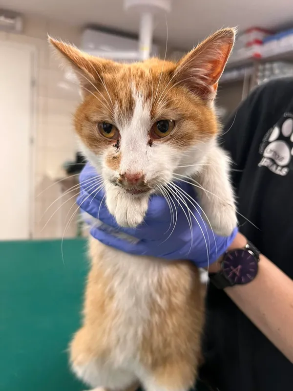 Kot do adopcji, Zielona Góra, 15 lutego 2024