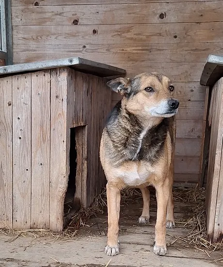 Pies do adopcji, Orzechowce, 5 sierpnia 2023 (3/5)