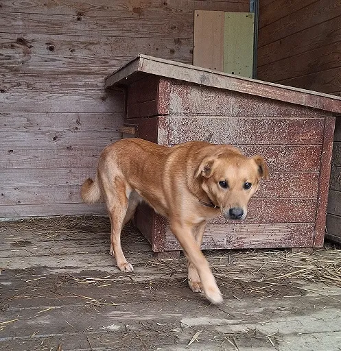 Pies do adopcji, Orzechowce, 5 sierpnia 2023 (4/5)