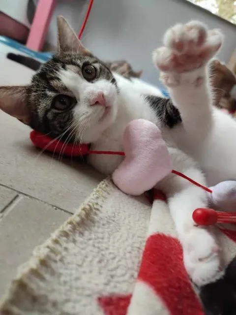 Kot do adopcji, Piła, 30 listopada 2023 (1/5)