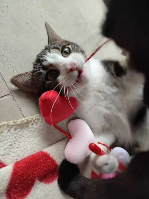 Kot do adopcji, Piła, 30 listopada 2023 (5/5)